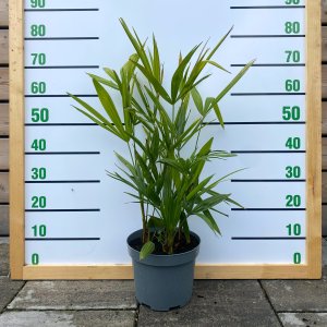 Palma konopná (Trachycarpus fortunei), výška: 60-80 cm, kont. C5L - 4 až 5 paliem v jednom kvetináči (-17°C) 